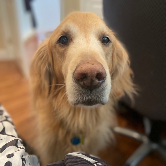 Meet your Posher, Rachel - Picture 1 of 1